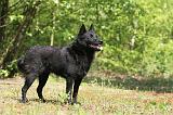 SCHIPPERKE 280